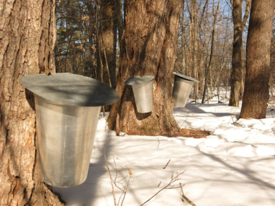 Maple Trees with Sap Buckets